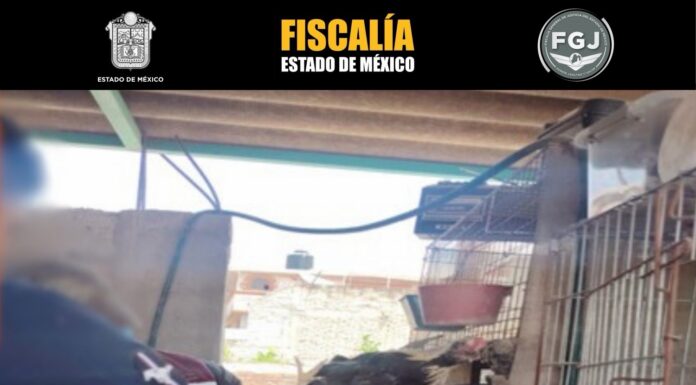 Rescatan 162 aves en Tlalnepantla; investigan presunto maltrato animal