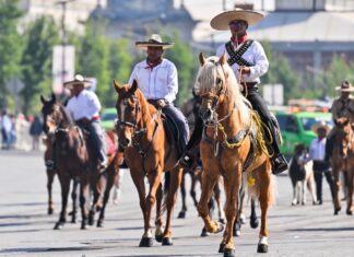Estado de México aprueba nueva Ley de Bienestar Animal; prohíbe maltrato y experimentación en educación básica