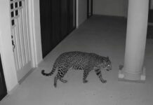 Refuerzan búsqueda de presunto jaguar en Ixtapan de la Sal con drones y cámaras trampa