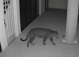 Refuerzan búsqueda de presunto jaguar en Ixtapan de la Sal con drones y cámaras trampa