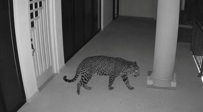 Refuerzan búsqueda de presunto jaguar en Ixtapan de la Sal con drones y cámaras trampa