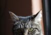 Más que compañía: especialistas de la UAEMéx llaman a fortalecer el cuidado responsable de los gatos