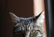 Más que compañía: especialistas de la UAEMéx llaman a fortalecer el cuidado responsable de los gatos