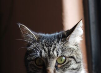 Más que compañía: especialistas de la UAEMéx llaman a fortalecer el cuidado responsable de los gatos