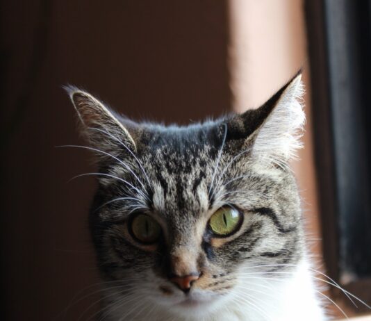 Más que compañía: especialistas de la UAEMéx llaman a fortalecer el cuidado responsable de los gatos