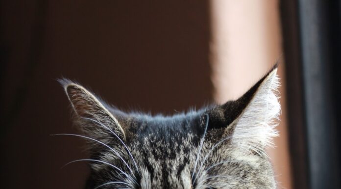 Más que compañía: especialistas de la UAEMéx llaman a fortalecer el cuidado responsable de los gatos