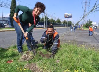 Toluca refuerza arborización urbana para combatir islas de calor