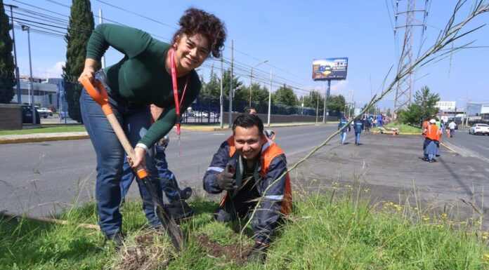 Toluca refuerza arborización urbana para combatir islas de calor