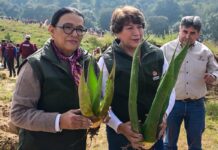 Delfina Gómez encabeza en Temoaya Jornada Nacional de Reforestación 2026 en el Estado de México