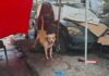 ¡TRAGEDIA EN INDIOS VERDES! Fallece hombre tras brutal ataque de perro
