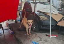 ¡TRAGEDIA EN INDIOS VERDES! Fallece hombre tras brutal ataque de perro