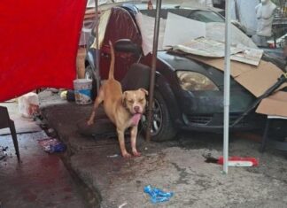 ¡TRAGEDIA EN INDIOS VERDES! Fallece hombre tras brutal ataque de perro