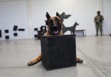 Unidad Canina de Ecatepec refuerza la prevención del delito en escuelas y transporte público