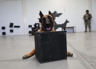 Unidad Canina de Ecatepec refuerza la prevención del delito en escuelas y transporte público