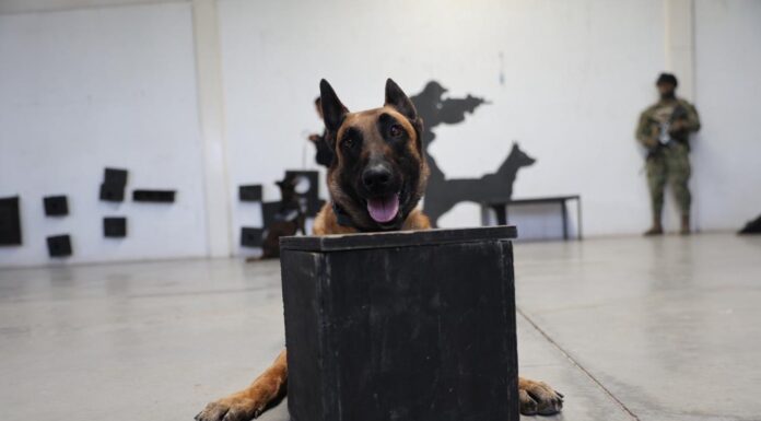Unidad Canina de Ecatepec refuerza la prevención del delito en escuelas y transporte público