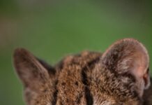 Bolivia sorprende al mundo con el hallazgo de un nuevo felino salvaje