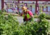 Ecatepec refuerza jornadas de limpieza; retiran más de 300 mil toneladas de basura